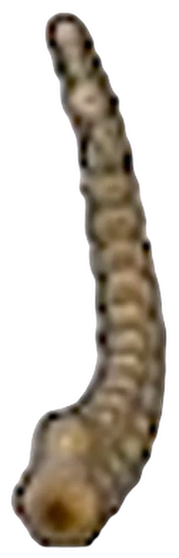 Fossile Toundra (queue)