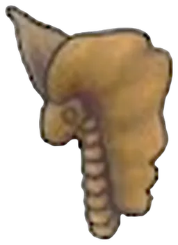 Fossile Toundra (tête)