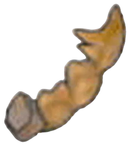 Fossile Tyran (queue)